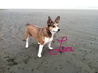 Luce was a 1-year old rescue from Yakima, and scars on her face were a glimpse into a difficult start. But you would never know it. We named her Luce – Italian for “light” – all those years ago, and every day for 16 years she shined with a brave, happy little spirit. Her resilience and pure joy, her love for her people and adventure (and cozy beds), her sneak-surprise kisses, her assuredness with what she wanted when she wanted it – these were her hallmarks. She lived a life overflowing with love, togetherness, explorations, and care, and ensured our lives were overflowing with her love in return. Lulie, thank you for being ours. You’re in our hearts forever. Thank you, Fianna Dickson (A generous donation was made in Luca's name)