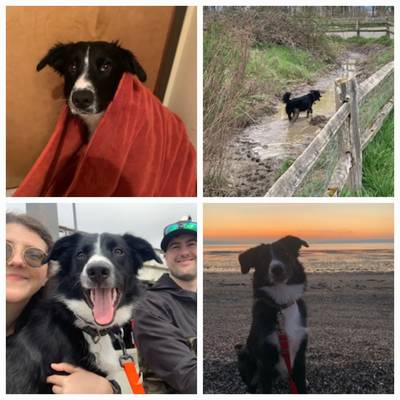 Hi Madison & YVPR Team, I wanted to reach out and thank you for bringing my best friend into my life. Mac is the sweetest, most loving, energetic goofball. He LOVES his toys, beach days, his dog park buddies, and laying down in the mud, but doesn’t love baths as much. He’s my little black shadow and we spend all day everyday together, even as I write this email he’s curled up right next to me on the couch making it hard to type. I’d love if you could share this update with Mac’s foster parents. I’m pretty sure they have Mac’s sister and we’d love to see a picture of her - Mac runs up to EVERY single border collie and wages his tail nonstop, so I think he remembers her fondly. I love Mac more than anything. Adopting was the best thing I’ve done. Thank you for putting us together, I’m forever grateful for the work you all do. Nothing but the best, Erica