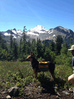 I wanted to share a couple pictures from this weekend's hike with the pups. Pigeon (formerly Martha - we changed her name after trying 'Martha' out for a while!) is such a good trail dog. The last couple of places we've hiked have had lingering snow fields, and it turns out she loves the snow. She just goes nuts, rolling around and diving to slide across the field. It's so funny to watch - someone at Mt. Baker actually asked if we'd trained her to do it! She and Cooper had a blast! She is doing really well. It just amazes me that a dog can come out of the kind of situation she did and still be so playful and affectionate. I hope all's well with you, Jamie