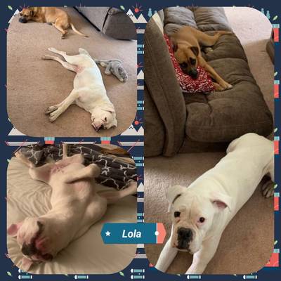 I think Lola is settling in nicely! And we are totally in love with her! The two pups play nonstop during the day. They even managed to tip the couch over a few days ago from rough housing...lol.. no idea how they did it but sure made me laugh when I walked in the door. Thanks for letting her become a part of our family! Kelly
