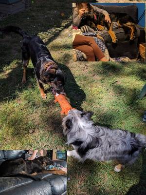 It's been a few months now and Rosie is fitting in wonderfully! She loves everyone and even loves to play with her fur sister all the time as well as other fur friends. Thank you for the amazing experience and our wonderful baby! With love, The Hartts