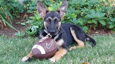 Paul and I adopted a German Shepherd puppy named “Cybill Shepherd” aka Kona in late July. I just wanted to share that she’s doing wonderfully and we are both very grateful to have found such a smart, sweet and athletic puppy. Thanks very much for all of your work, we're so glad to have found her and made the drive from Seattle. Michelle