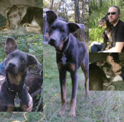 We adopted Sierra (doberman-collie mix), now known as Harley Quinn, in March 2013. She is now a treasured member of our family, and one of the smartest, goofiest dogs we've ever had, shes picked up all the usual dog tricks in record time and she even rings a bell to let us know when she needs to go outside. Her hobbies include hunting bugs in the yard, BBQing with dad, watching TV, vacationing with the family, playing with other puppies and children, collecting and hiding shoes (but not chewing them up :) ), running really really fast, stalking the cat, making us laugh and much, much more. We also got her a DNA test that proved her to be an Australian Sheppard mix (her father being a combination of a Cane Corso, Chow Chow, Chinese Crested and others) Probably where she gets her goofier characteristics. We promised we would send in some pictures of her so here they are attached in a word doc. Thank you! Shannon Robinett