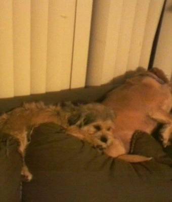 Hello, I just wanted to give you an update on Amy. She is doing very well. She and my other dog Benji get along great. She thinks of him as her big brother. No problems with the two of them. We took them to the off leash dog park last week and they both did really well. I am so happy she is apart of my family. She is a wonderful little dog. Such a sweetheart! I have attached a picture of Amy and Benji on the couch. Thanks. Robyn Adopter of Amy Kirkland, WA