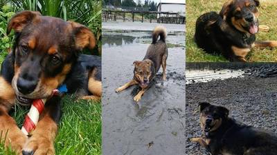 We adopted a dog from you back in August 2014. His name was Seagar, but we renamed him Kopi (Kopitar). He is an amazing dog! He’s super sweet, puts up with our shenanigans, is smart and still looks like the sweet puppy in the picture on the left. He is an awesome companion and helped my daughter through some rough times. Thank you so much for what you do. He has been a gift to all of us.