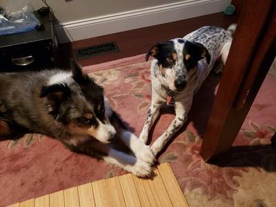 Annie has crossed the rainbow bridge to meet her old friend Ben. She left behind her YVPR adopted alum, Otis(right) and her loving forever mom, Debbie Mildwurm. Annie was the best big sister that Otis 'needed!' and even though Otis gave Annie a hard time now and then, he loved and will miss his big sister very much. Annie will always be remembered as a sweet, good friend and mentor. Run free Annie~