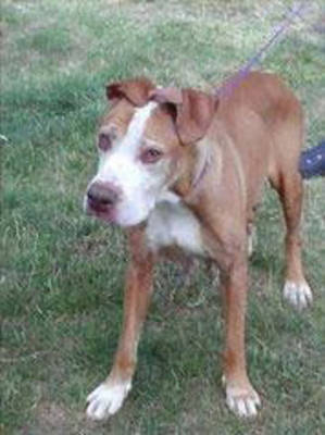 Sassy Sue was taken from the shelter July of 2009 in very horrible condition by her foster mom who volunteers for the Yakima Valley Pet Rescue. She never could gain any weight and no matter what the vet or she did, she remained the same. So she lived her life with her mom until April of 2010 and then it was her time to go to heaven. Her mom loved her to death and she loved her mom and slept with her at bed time. Sassy was very loving and intelligent and made sure mom gave her her peanut butter sandwich every day. She was so smart, she knew how to tell mom everything she needed. It tore her moms heart out to let her go, but it was time. She will miss Sassy Sue and will never forget her. Even in poor condition, Sassy had the will to live and passed away finally in a life of love and comfort which she never had in her prior life before coming to Mom. In honor of Sassy Sue, please don't be cruel to animals and report any animals that are being neglected or abused. You may just be saving a life. There are rescues such as Yakima valley pet rescue who would be glad to help you place your dog so you don't have to dump them etc. This is not goodbye Sassy,you and mom will be together again some day. Love you!