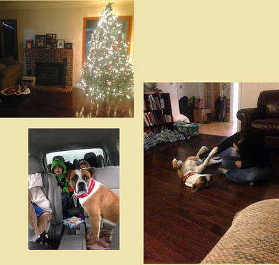 Basil is doing wonderful in his new (and forever) home. He is adjusting well and enjoys going on hikes and runs with his new dog parents. He is great with the kids (12, 6, 4, and 2) and the kids are very gentle and respectful towards our new addition to the family. Basil is rarely alone and keeps his dog mom company while she works out of the house. He still loves getting belly rubs from everyone! We are so grateful for your efforts to rescue this lovely animal and that YVPR made the trip over the mountains to bring Basil to the rescue event in Issaquah. We plan on keeping you updated and feel free to reach out to see how he is doing at anytime. Merry Christmas! Dan, Sarah, Abby, Gabriel, Ellie, Simon and Basil