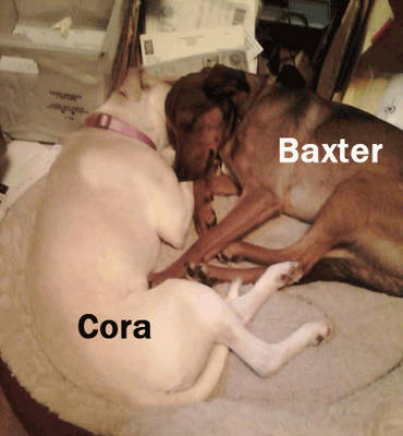 Baxter was adopted March 2013 as a very shy, scared, uncertain 35lbs Terrier/Austrian Shepherd. My existing pack of Border Collie/Lab (11yr old male) and a Lab/Rotty (7yr old female) welcomed him and made him start to come out of his shell. No one is quite certain how old Baxter is, possibly 2 to 3, but positively had a sad life before. Then came Cora 7months later. Definitely all puppy and quite possibly a Lab/pocket Pitty as she is over 9months old now and is still pretty small and weighing 38lbs today. She had no real issues, just crazy puppy with a tail that can do serious bruising she wags it so hard. Cora has transformed Baxter into a playful, loyal, lap-sitting, snuggly boy. He didn't know how to be a dog when I first met him. It's been a true blessing what the fosters in the YVPR system do on a daily basis. I've adopted 3 other dogs, two because of their ages have passed over to the Rainbow Bridge, and one was reunited with his rescuer in Yakima. Thank you so much. Marsha