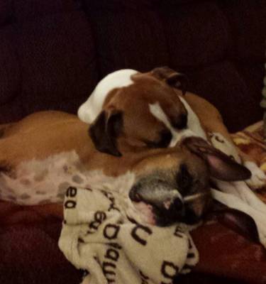 This is Bella Boo, adopted Aug 11th 2012 . (The Full collar flashy fawn Boxer.) We love her with every ounce. She and my Cheyenne (Boxer) were the perfect pair, instant friends from day one. Thank you YVPR for our Bella. She is now about 7.5 years old. Sadly, we lost Cheyenne in June of 2017. Bella has been very bummed but she also has a big brother, Ruger. We will be looking for another female Boxer to adopt.