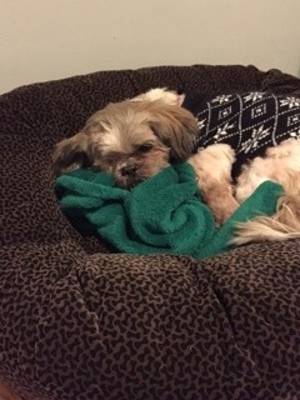 Mowgli Wanted to send another update on one of your former fosters, Mowgli! He is doing so well! We love him so much--we hardly remember life before him. He begrudgingly wears sweaters in the cold weather, but loves his new blanket that he got for Christmas. He is scheduled for his dental cleaning next month (and a couple of extractions--yikes!) and his eye gets a daily dose of ointment that helps the dryness. It has really helped the condition of his eye! Thank you again for being a part of how Mowgli came into our lives!! Melissa, Colby, Milly, and Mowgli ❤️