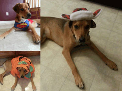 I just wanted to give you an update on Tucker (formerly Red Rover). He is still the cutest dog with an amazing disposition. He's only gained 3 pounds, but is a lot longer. He is doing great and is such a snuggler but also enjoys being independent. He likes to make sure someone is around him when he is playing. He's quite the show off. He still loves chasing a ball but doesn't like to give it back. If I throw one to him and throw another one when he runs back, he'll drop one. I couldn't wish for a better dog. I'm so happy to have him in our family. He is the best. Stacey