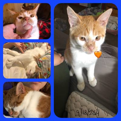 I got Gingersnap back on September 18th, 2021, I included a picture of him from the day I brought him home. He now dwarfs the 3 pound kitten I brought home. From day one he’s been a love bug, and he’s grown into the biggest mama’s boy and love bug. He loves sleeping by me, playing with his wand toy, and is always by my side. His face healed up beautifully, and everyone who sees him loves him and his little smile. Over a year later and he’s immensely loved by me and my boyfriend, and he has become such a huge part of both our lives and I can’t imagine him not being in it. Thank you guys so much for bringing him into our lives! Isabelle Orriss