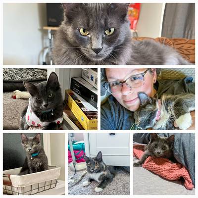 It’s been almost a year since I adopted Grape Knee high and Dr. Pepper. They are now Pine (fluffy like a pine tree) and Timber (she falls a lot ha) and so full of love! These two are absolutely spoiled kitties. They love watching for birds out the window, napping together under the heater, rolling in catnip, chasing each other around the house, and racing through the house when they hear their wet food open. They have also convinced me to let them into my quilt room and Pine loves napping on my wool pressing mat after I’ve been ironing and Timber loves to burrow in and peak her little head out between skeins of yarn. Timber also has a big love of feet and loves to snuggle them and nibble on toes 😂. Between my two kitties and my puppy, I’m never without snuggles. These two are inseparable and I’m so glad I was talked into getting two of them! They are the goodest little girls! I’m so glad I drove to Yakima over a super snowy pass to get my gray kitties! Here are some pictures from the last year! Thanks again, Nora Lowe