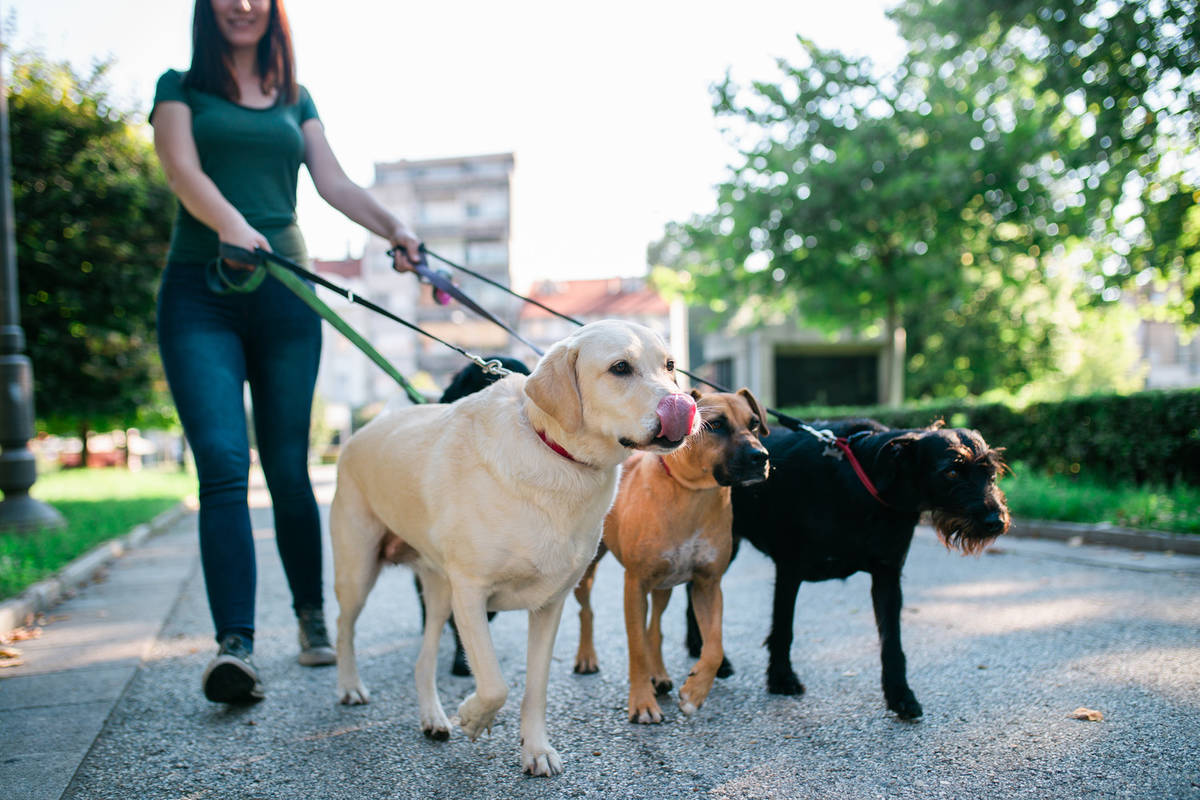 Pet Adoption Fees