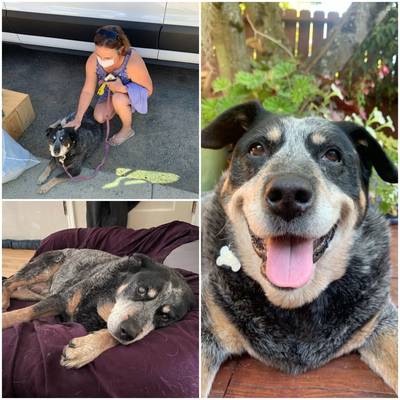 Hello, I adopted a senior cattledog mix named Hershey last August from your shelter after seeing her pic on Petfinder. I would like to share her story and pics as she has blossomed into a wonderful addition to our home. She was morbidly obese at 89 lbs when you fostered her and when I picked her up she weighed 69, she could barely walk due to arthritis and her weight. She is now down to 49lbs, runs briefly, barks and jumps and has such a sweet loving disposition. She gets along famously with her mini doodle sister and brother cat. She loves car rides and I wonder if she was a working girl in her past life as big diesel trucks and moving objects like bikes and joggers gets her really excited. I would love to share pics before and after to encourage others to consider senior dogs for adoption. Thank you for what you do.