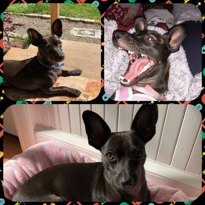 Hello everyone at YVPR, My name is Emmy and I adopted the little Chiweenie puppy Orion about a year ago. I just wanted to drop a message and let you know how amazing he is doing. We gave him the new name Wiki - short for Wikileaks, which started as a joke because in the first couple weeks and months we had some challenges with the potty training :-) Thank you for everything you did to save this little pup from a horrible Parvo infection, because he is now spunky, mischievous, and full of sweetness. He does have an irregular heart rhythm that we are going to get checked out when this part of the country opens up more. But he is otherwise healthy and full of life. He is the perfect snuggle buddy and companion and we could not ask for a sweeter dog. Plus, he has so many quirks and playful behaviors, he keeps us smiling every day. Thank you for all the work you guys do to help all of these vulnerable and deserving animals. They all deserve a healthy, happy life. And we hit the jackpot with this precious furry family member. Thank you, Emmy