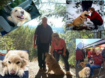 I wanted to send you a note about a dog we adopted from YVPR in 2011. He was known as Whitey back then and was a 61/2 year old dog who had spent most of his life tied to chain outside in Eastern Washington. We adopted him at an event in Tacoma where we came specifically to adopt Whitey. He was so afraid back then. He had just been picked up on a Tuesday, neutered on Thursday and there on Saturday to be adopted. Everything frightened him and I had to carry him to the car. On the way home, we stopped for a quick bite and sat out in the parking lot of an Arby's to be with Wesley (his new name). I shared my Beef n' Cheddar with him. Upon finishing his sandwich, he climbed up into my chair put both paws around my neck and rested his head on my shoulders. We decided to spend as much time as possible showing Wesley the world as he had never seen it. Camping, hiking, drives around the region, time at the ocean, heck we even took a trip south so he could pee on a redwood tree in CA. Wes was always by my side through these past 8 years. He simply wanted to be where ever I was, no complaints about where we were going, just as long as he got to go. We took Wes in for his shots and to check his teeth last Friday. The Vet sensed something was wrong. He x-rayed Wes and found that his lungs were full of a fast spreading cancer. We got to take him back home for the weekend. I called my daughter and she came up to play some last games with Wes and give him so much love. On Saturday I went to Arby's and bought another Beef n' Cheddar to share one last time with Wesley. He also had some ice cream and a car ride. Coming back from the ride, he went up the stairs but wouldn't go in until I made it up the stairs too. (I'm an amputee and stairs are a challenge) He then went and laid down and about a half hour later he peacefully passed on as I held his head. Now it is so hard because everywhere I look I still see him how he used to be. I know it will pass a little and things will return to as normal as they can be. I want to thank you folks for your work and bringing a guy like Wesley into my life. He made my life better these past 8 years. I just know where he went someone will answer his question "was I a good boy?" "The best Wesley, the best." Much love Wesley, much love.