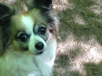 I adopted the sweetest little girl from your shelter about 7 years ago and I just wanted to send you a picture of Portia. Here's my little girl! She's been the best! Jonathan