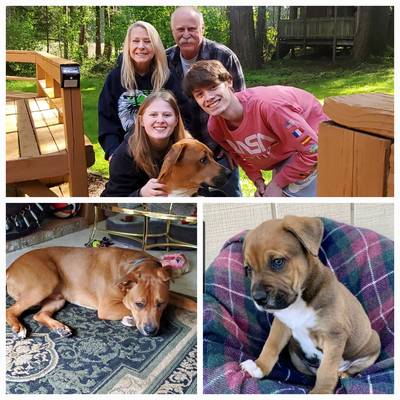 One year ago on May 9 2021 we adopted little Max aka now Axel from your wonderful organization. I have attached a few before and 1 year later photos of Axel. The picture of him as a puppy sitting on the plaid blanket is the photo that was on your adoption page. How could anyone say no to that cute little face? The picture of him in the bed was soon after we brought him home. He has since WAY out grown that bed. The picture of him on the rug is him today. He is about 85-90lbs. Wow! who knew??? We took the group picture just this last Monday, which was 1 year and 1 day after his adoption and we brought him into our home and family. His DNA test shows he is mostly Boxer with a small part Belgian Malinois. Axel is bright, energetic, sweet, very well behaved and just a joy to have around and a wonderful addition to our family. He is very much bonded to our daughter and her boyfriend and they love him to the moon and back. We are so blessed and thankful that your organization rescued him and gave us the opportunity to make him part of our family. Thank You Again, Kathy, Ray, Erika, Mason & of course Axel