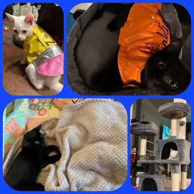 I just wanted to reach out and follow up on our adoption of Smoke and Ice! First we did end up renaming them to Zoey and Wash, respectively. We absolutely love these little kitties. They have brought such joy to our home. They follow me everywhere I go, often purring away as we walk. They love to run around their new home and nap on their tree. Zoey has picked our little girl as her “person” and we will often find her napping on the play mat with our baby. Thank you so much for our sweet kitties. ❤️ I share always we adopted from YVPR and how wonderful you are to work with! Stephanie Baluca