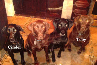 Toby Taylor was the most handsome of all Chocolate Labs. His bark was big but he was gentle and so loving. Cinder Taylor was the consummate Retriever. He would retrieve sticks and balls until he couldn't move. He especially loved fetching tennis balls in the pool. He was such a loving and loyal boy. The Taylor Family