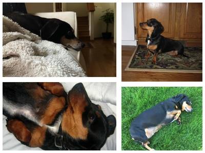 My mom and I adopted Bella (now Leni) in September 2009. We drove from Bothell to North Bend to meet her and bring her to our home. When we got back to our house and opened the car door, she made a break for it and ran down the street! She was not sure she could trust us at first, but with love and patience, she became an essential part of our family. She enjoys turkey, her stuffed Lambchop toy, sleeping on her own side of the bed, and being wrapped up in a blanket on the couch. Thank you for helping Leni find a home with us.
